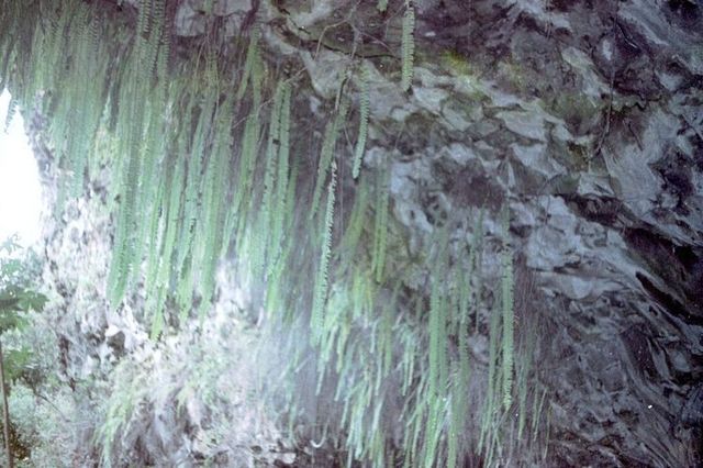 ハワイ旅行 (22).jpg